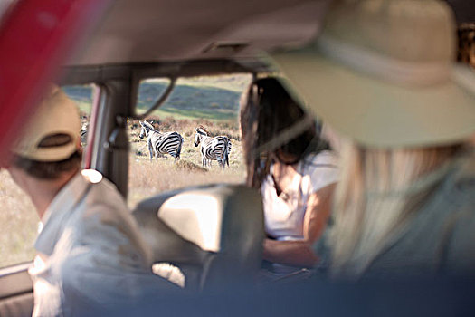 人,看,斑马,汽车玻璃,斯坦陵布什,南非