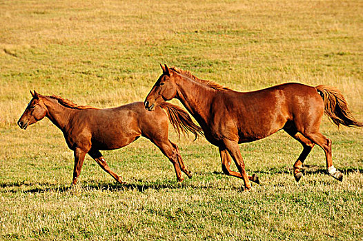 牧群,马,驰骋,草原,萨斯喀彻温,加拿大