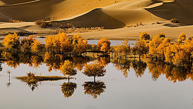 沙漠水胡杨
