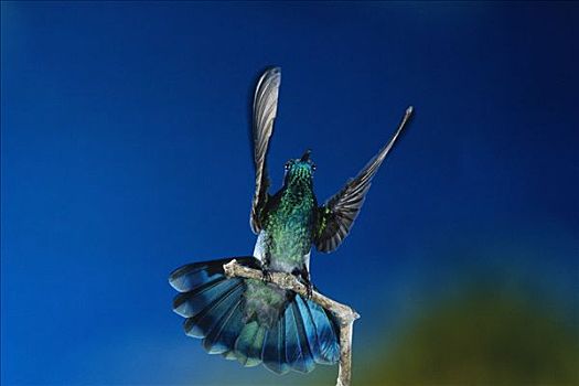 绿紫耳蜂鸟,蜂鸟,栖息,枝头,展翅,蒙特维多云雾森林自然保护区,哥斯达黎加