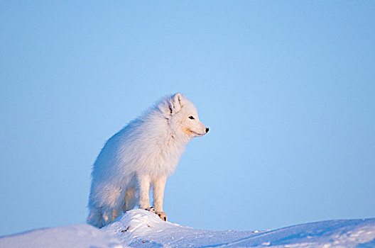 美国,阿拉斯加,北方,斜坡,区域,北极圈,国家野生动植物保护区,北极狐,成年,雪堆,旅行,海岸,觅食