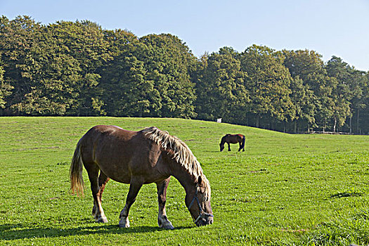 马,草场,靠近,宾兹,梅克伦堡前波莫瑞州,德国,欧洲