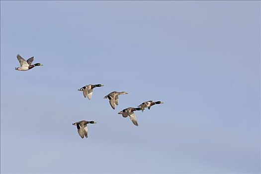野鸭,绿头鸭,成群,飞,中心,蒙大拿