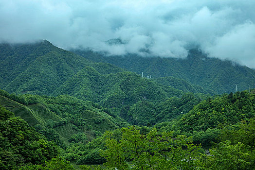 茶园,山区,土地,湖北,神农架,大山,种植,经济作物,农村,茶农