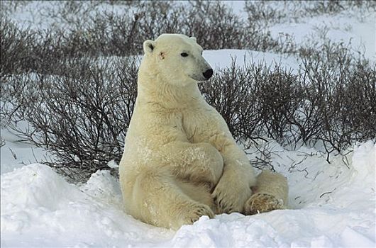 北极熊,坐,雪中,丘吉尔市,哈得逊湾,曼尼托巴,加拿大