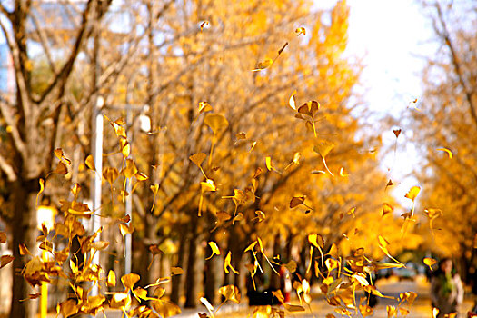 秋天飘在半空中的黄色银杏叶
