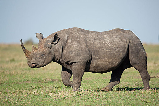 黑犀牛,塞伦盖蒂,裂谷省,肯尼亚,非洲