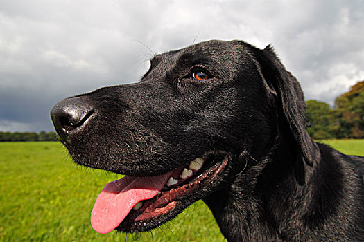 黑色拉布拉多犬,狗,肖像,雄性,家犬