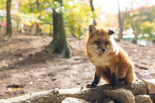 可爱,狐狸,户外,秋天