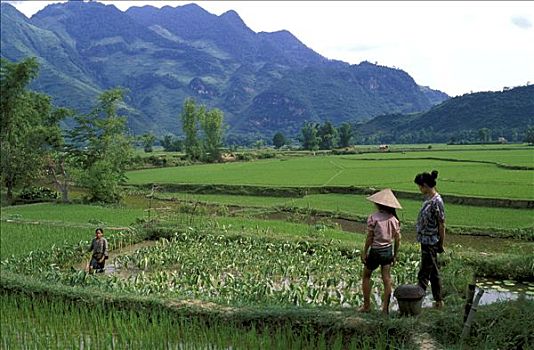 越南,两个女人,小女孩,稻田,山
