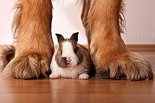 迷你兔,坐,腿,大,狗