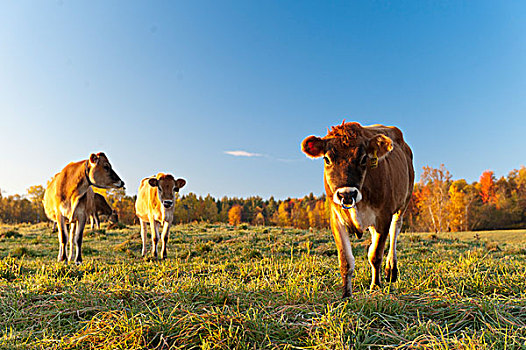 美国,佛蒙特州,母牛,草场,日出