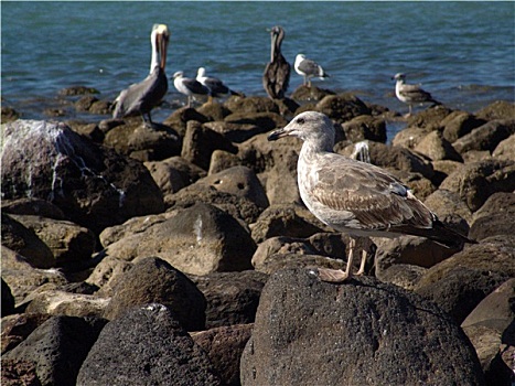 海鸥,站立,石头,海滩