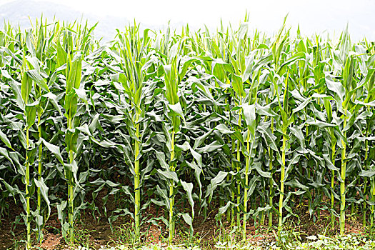 绿色,玉米田竹子竹子新鲜,切片,胡萝卜,隔绝茶树,花园,乡村地区空