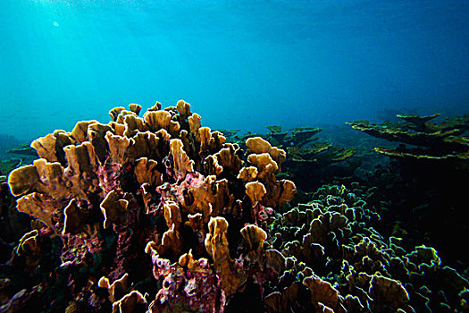 珊瑚,礁石,海洋,国家公园,博卡斯德尔托罗,巴拿马