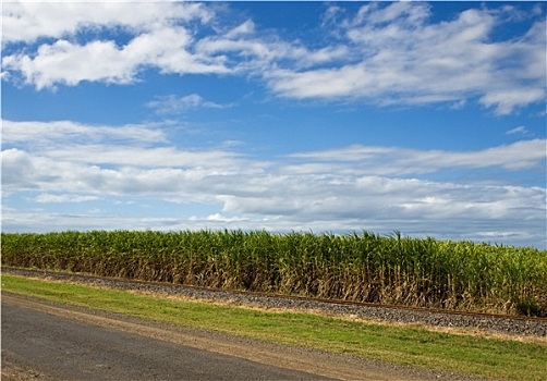 甘蔗,种植园,昆士兰,澳大利亚,蓝色,阴天,背景