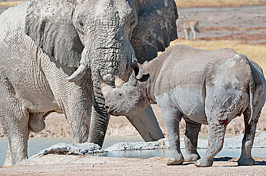 非洲象,雄性动物,黑犀牛,面对面,水潭,埃托沙国家公园,纳米比亚,非洲