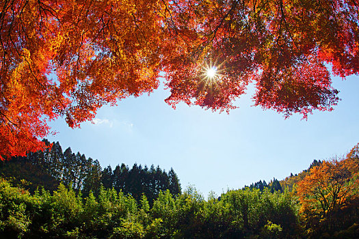 秋天,熊本,日本