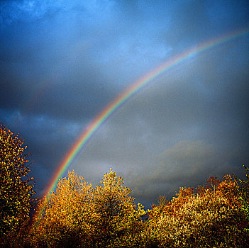 彩虹,秋天,树叶,雷雨天气