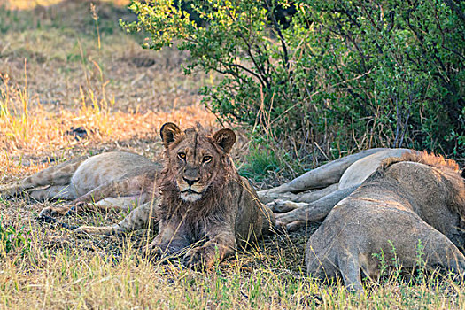 博茨瓦纳,乔贝国家公园,萨维提,幼兽,雄性,狮子,休息