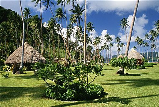 斐济,岛屿,海滩,胜地,草屋,青草,棕榈树
