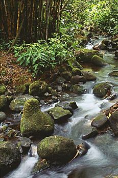 夏威夷,夏威夷大岛,阿卡卡瀑布,小溪,石头,竹子,背景