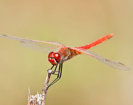 蜻蜓,赤蜻属