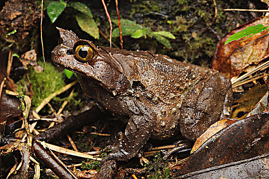 有角,青蛙,京那巴鲁山,国家公园,沙巴,婆罗洲,马来西亚
