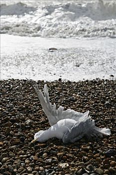 死,海鸥,圆石滩