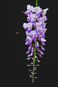 纯色背景花卉－紫藤