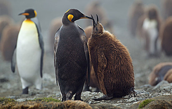 帝企鹅,幼禽,麦夸里岛,南大洋