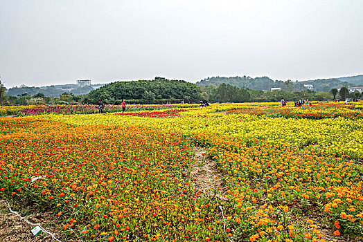 百日菊与硫华菊的花海