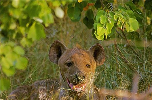 鬣狗,休息,树林,克鲁格国家公园,普玛兰加省,南非
