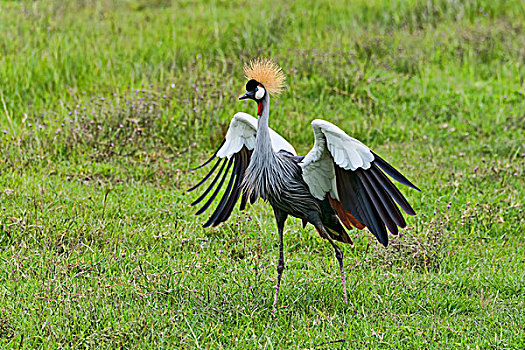 灰色,冠鹤,恩戈罗恩戈罗,坦桑尼亚,非洲