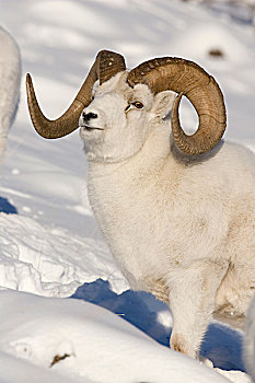 绵羊,白大角羊,育空,加拿大