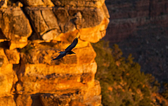 大乌鸦,悬崖,大峡谷国家公园,亚利桑那