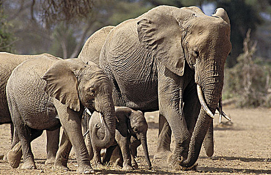 非洲象,牧群,马赛马拉,公园,肯尼亚