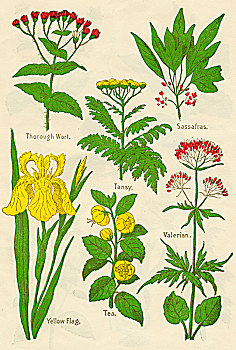 花,植物,缬草属植物,鸢尾根,茶,艺术家,未知