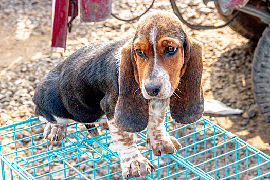 宠物犬,巴吉度猎犬