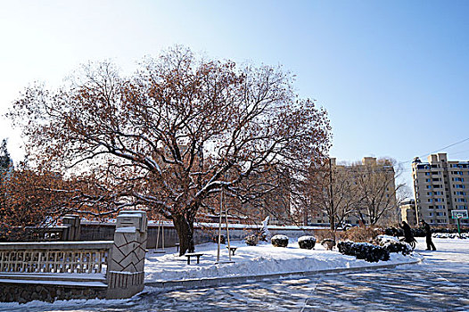 雪景,庙宇,雪,除雪