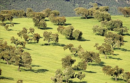 草场,圣栎,冬青栎,树,埃斯特雷马杜拉,西班牙