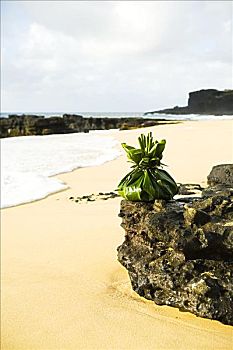 夏威夷,瓦胡岛,沙滩,给,岩石上,海岸线