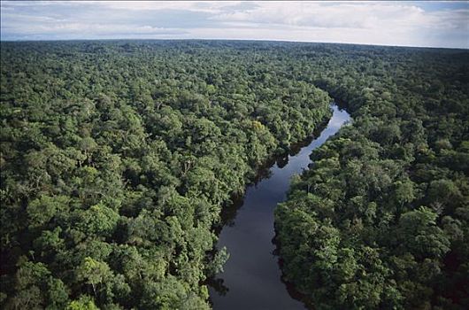 河,飘动,低地,雨林,哥伦比亚