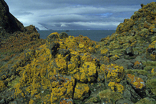 南极,南设得兰群岛,乔治王岛,苔藓,草,火山岩,石头