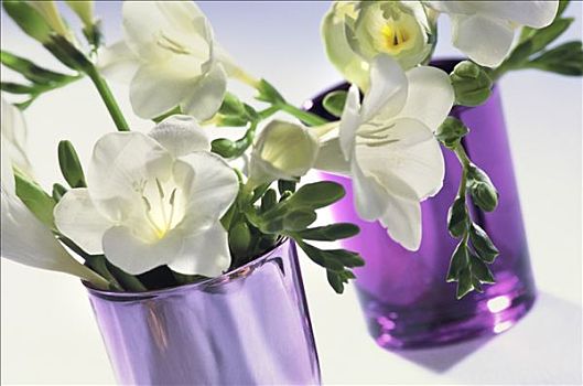特写,白色背景,小苍兰属植物,两个,小,紫红色,花瓶