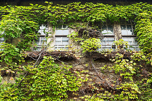 房子,窗户,绿色,蔓藤