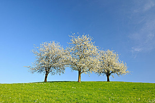樱桃树,草地,巴登符腾堡,德国