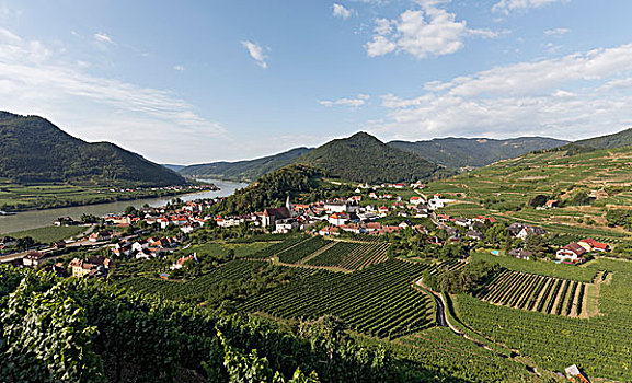 风景,上方,葡萄园,多瑙河,瓦绍,下奥地利州,奥地利,欧洲