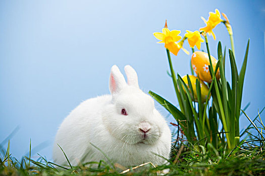 白色,兔子,坐,旁侧,复活节彩蛋,休息,草