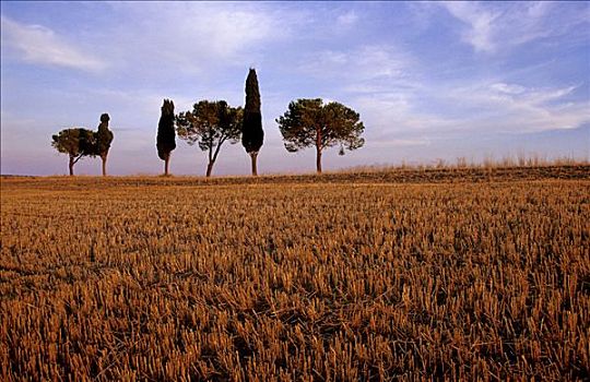 孤单,收获,庄稼地,靠近,蒙大奇诺,托斯卡纳,意大利